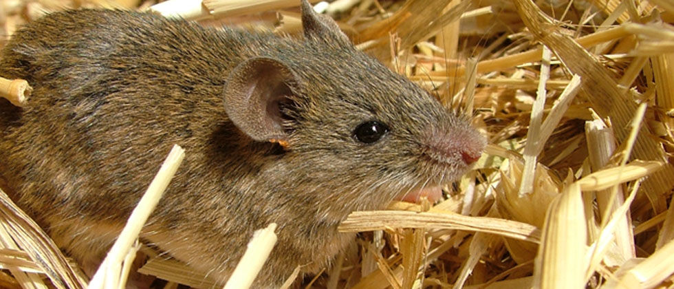 Desconhecimento sobre variantes genéticas de ratinho doméstico pode levar à ineficácia no controlo de pragas em Portugal