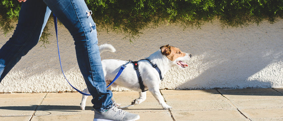 “Vizinho e Cãopanhia”: AEFMV cria plataforma de voluntariado de pet walking