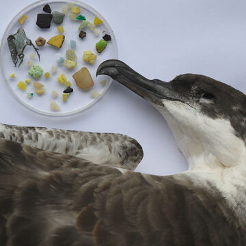 Mar de plástico: Mediterrâneo é a área do mundo com maior risco para as aves marinhas