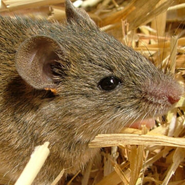 Desconhecimento sobre variantes genéticas de ratinho doméstico pode levar à ineficácia no controlo de pragas em Portugal