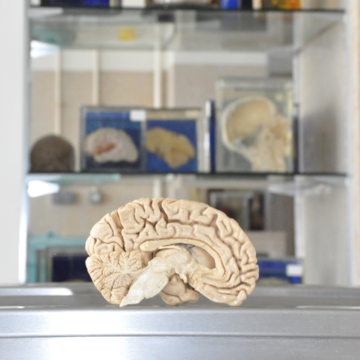 Documentário sobre as neurociências inclui docente da Faculdade de Medicina da ULisboa